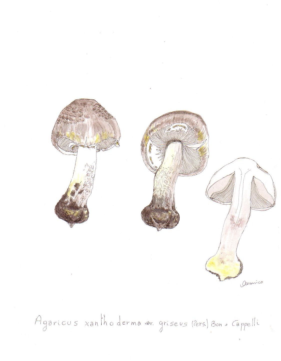 Agaricus xanthoderma var. griseus